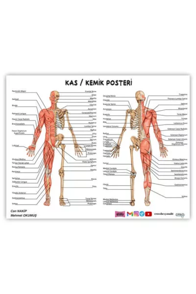 Yargı Yayınları 2024 ÖABT Beden Eğitimi Öğretmenliği Kas-Kemik Posteri